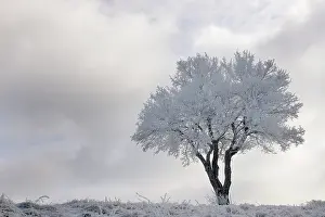 Winterlandscape: Landscape with view on frozen tree