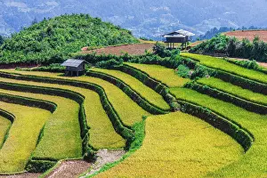 District: Landscape view of rice fields in Mu Cang Chai District