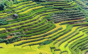 District: Landscape view of rice fields in Mu Cang Chai District