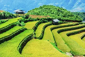 District: Landscape view of rice fields in Mu Cang Chai District