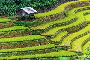 District: Landscape view of rice fields in Mu Cang Chai District