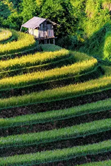 District: Landscape view of rice fields in Mu Cang Chai District