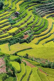 District: Landscape view of rice fields in Mu Cang Chai District