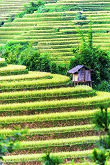 District: Landscape view of rice fields in Mu Cang Chai District