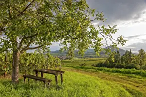 Wine: Landscape with walnut tree, picnic area, bench and