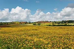 Burma: Landscape of yellow mustard field, Heho