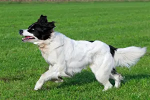Bitches: Landseer dog (Canis lupus familiaris), bitch running