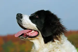 Bitches: Landseer Dog (Canis lupus familiaris), portrait