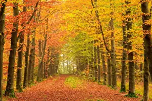 Losser: Lane with European Beech (Fagus sylvatica) in a