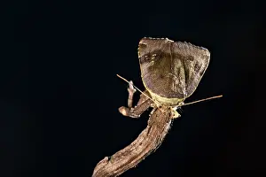 Noctuidae: Langmaids yellow underwing (Noctua janthina) perched