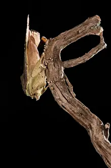 Noctuidae: Langmaids yellow underwing (Noctua janthina) perched