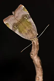 Noctuidae: Langmaids yellow underwing (Noctua janthina) perched