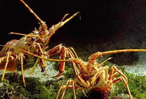Lobsters: Langoustines / Norway Lobsters / Dublin Bay Prawns - two