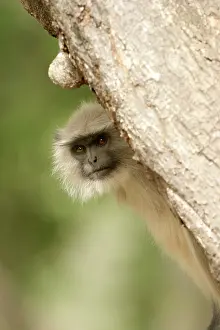Presbytis: Langur - Hiding behind tree