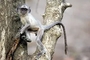 Presbytis: Langur Monkey