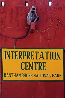 Presbytis: Langur Monkey