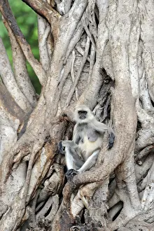 Langurs: Langur Monkey