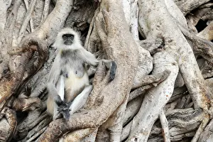 Langurs: Langur Monkey