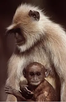 Chris Brunskill: LANGUR MONKEY - adult and young