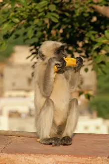Hogstrom: Langur Monkey, Amber Fort, Jaipur, Rajasthan