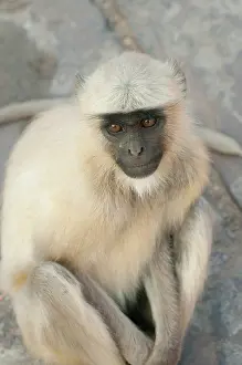 Hogstrom: Langur Monkey, Amber Fort, Jaipur, Rajasthan