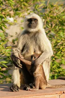 Maternal: Langur Monkey, Amber Fort, Jaipur, Rajasthan