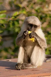 Hogstrom: Langur Monkey, Amber Fort, Jaipur, Rajasthan