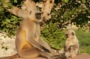 Maternal: Langur Monkey, Amber Fort, Jaipur, Rajasthan