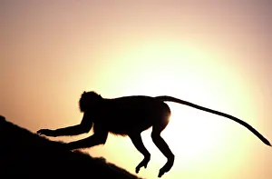 Langurs: Langur Monkey - Running along walls of Ranthambhore Fort