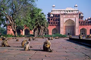 Presbytis: LANGUR MONKEYS - at tomb