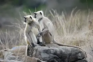 Sawai: Two Langur sitting on a rock