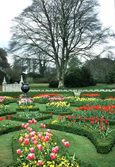 Tulip: LANHYDROCK GARDEN - formal tulips