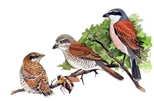 Collurio: Lanius collurio