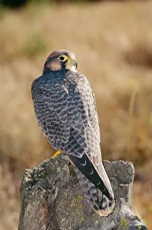 Lanner: Lanner Falcon