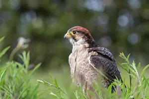 Lanner: Lanner Falcon