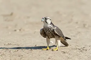 Lanner: Lanner Falcon