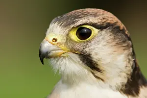 Falconidae: Lanner Falcon