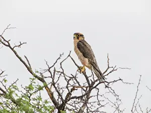 Lanner: Lanner Falcon