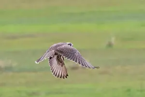 Rapace: Lanner falcon