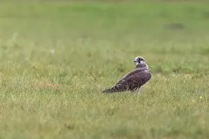 Rapace: Lanner falcon
