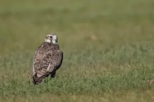 Oiseau: Lanner falcon