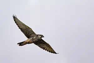 Oiseau: Lanner falcon