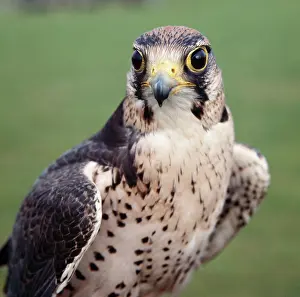 Falconry: LANNER FALCON - head facing, both eyes visible