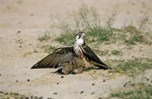 Sandgrouse: Lanner Falcon - immature with sandgrouse prey