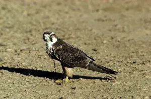 Lanner: LANNER FALCON - JUVENILE