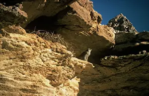 Lanner: Lanner Falcon - at nest site on rock face