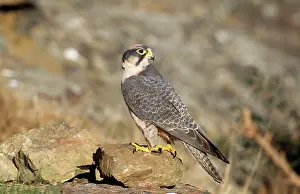 Ingrid Van Den Berg: Lanner FALCON - perching on rock