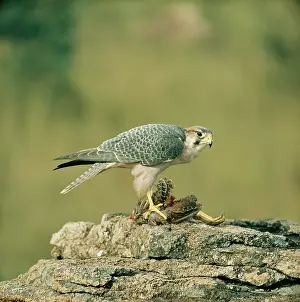 Plucking: Lanner Falcon - with prey