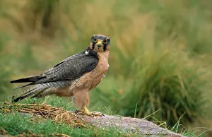 Lanner: Lanner FALCON - side view, head facing forward