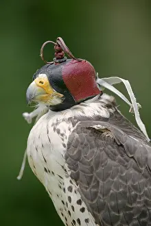 Falco: Lanner or Lanner falcon (Falco biarmicus), mating